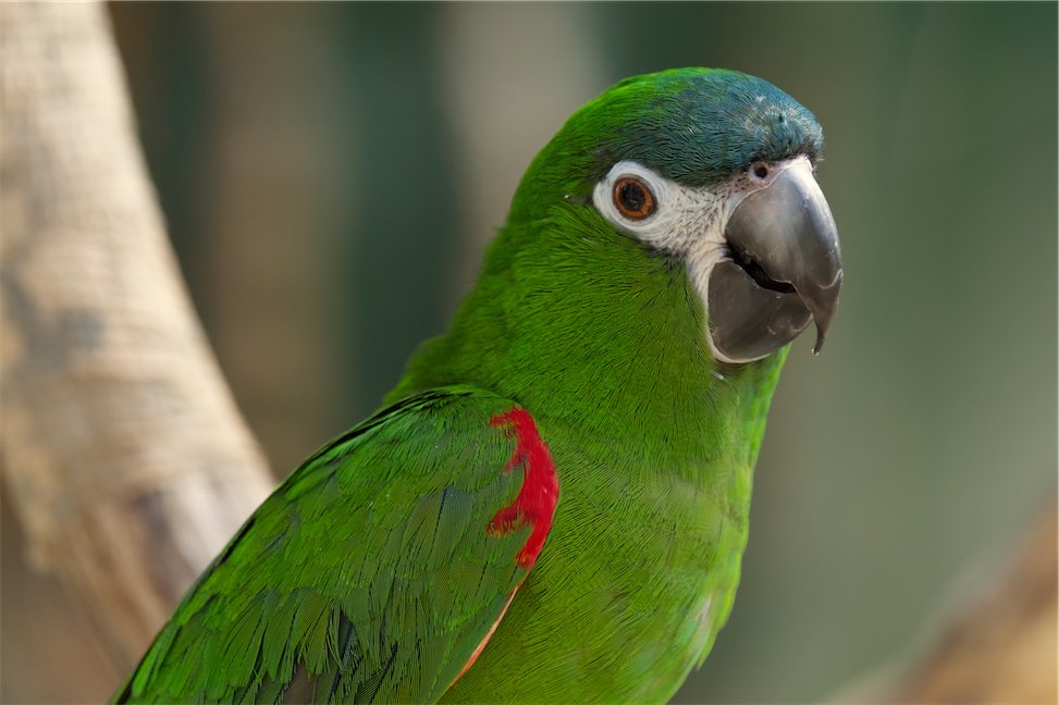 Parrot 2 0514